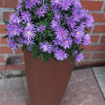 Im Winkel Apartamento *